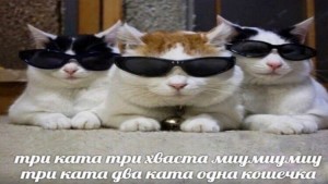 Создать мем: котик, кошка, смешные котики 2021