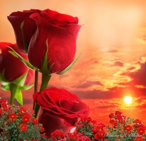 Создать мем: цветы красивые, красные розы, цветы красные розы