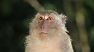 Создать мем: обезьяна макака, приматы, яванский макак