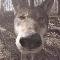 Создать мем: волк нашел камеру, собака, волк