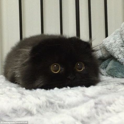 Создать мем: черный пушистый котенок, милый чёрный котик, черный кот