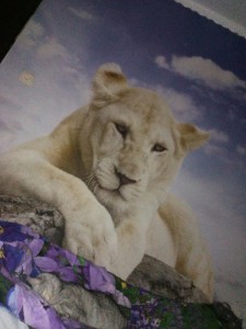 Create meme: the white lioness, lion with lioness and cub white, Wallpapers lioness 21-0206-nl