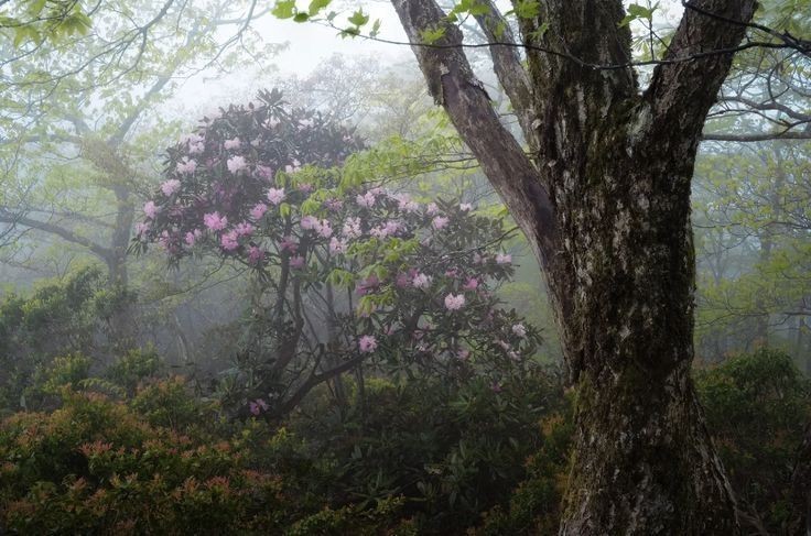 Create meme: rhododendron flowering, rhododendron, rhododendron