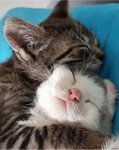 Создать мем: спящий котенок, кошки обнимашки, обнимающиеся котики