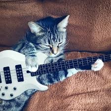 Create meme: a cat with a guitar, cat guitarist, cat with guitar