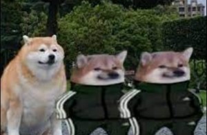 Создать мем: shiba, смешные котики, doge