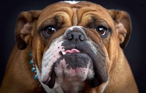 Create meme: dog breeds, british bulldog, bulldog muzzle