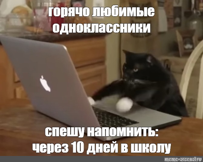 Напомнить через час. Кот печатает. Кот на клавиатуре. Котики печатать. Мемы про последний день в школе.