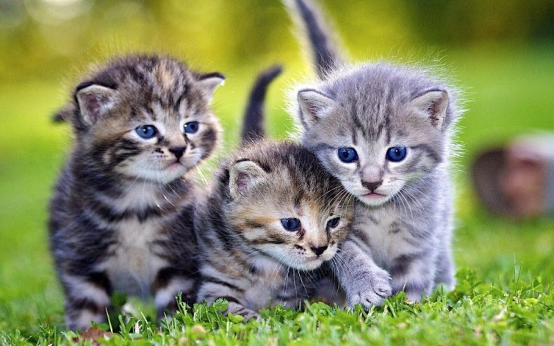 Create meme: cats are small, cute kittens , three kittens