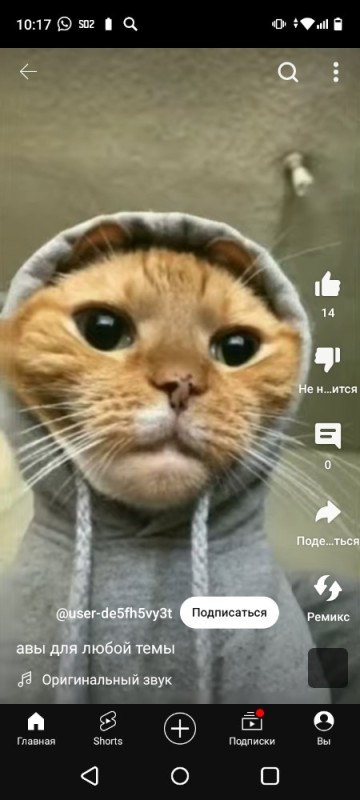 Create meme: cute cats funny, cat, cats are funny
