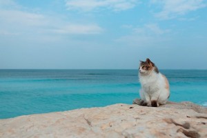 Создать мем: кот на пляже, неведомое, морская кошка