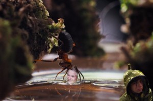 Создать мем: муравей макро, насекомое, животные насекомые