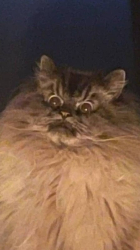 Создать мем: пушистый котик, недовольный кот, персидская кошка