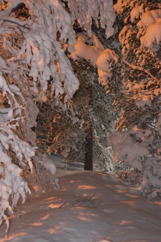 Create meme: fairy winter forest, winter nature, nature winter