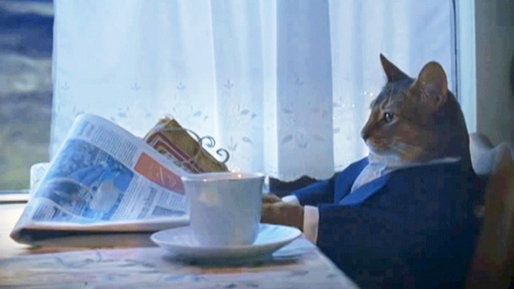Создать мем: кошка, кот с газетой мем, кот за столом