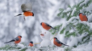 Create meme: winter tree, beautiful birds, bird