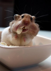 Create meme: cute hamsters, hamster, hamster funny