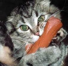 Создать мем: кисунь, кот с сосиской фото, киса колбаса
