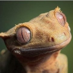 Create meme: amphibian, reptiles, Gecko eyes