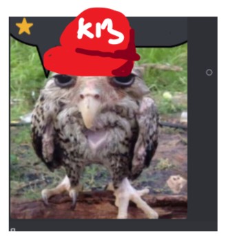 Create meme: funny birds, stupid owl, wet owl