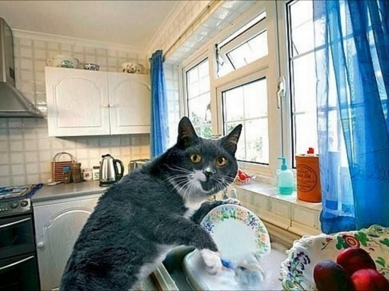 Create meme: the cat is being cleaned, cat , a cat in the kitchen