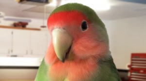 Create meme: parrot lovebird, parrots, parrot beautiful