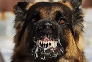 Создать мем: злой пес, агрессивная собака, агрессивная немецкая овчарка