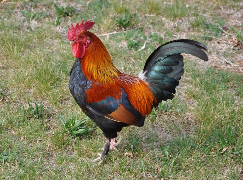 Create meme: rooster , rooster bird, cock beautiful