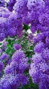 Create meme: flowers lilac, lilac