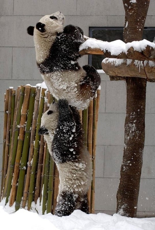 Создать мем: животные панда, мы панда, большая панда на дереве