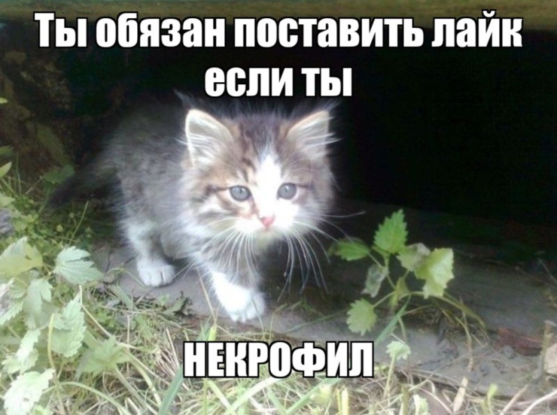 Создать мем: кошка котенок, маленькая кошечка, любимые животные