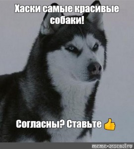 сибирский хаски мем