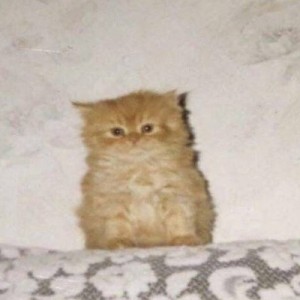 Create meme: meme of cute cat, cat, ginger kitten