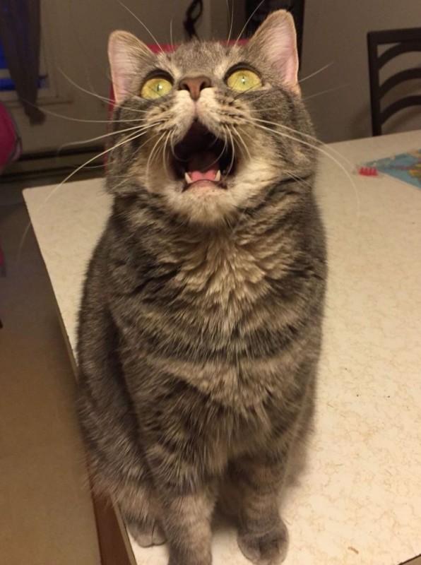 Create meme: screaming cat , cat , seals 