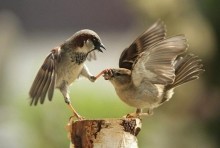 Create meme: drunk bird, birds, Sparrow pictures birds