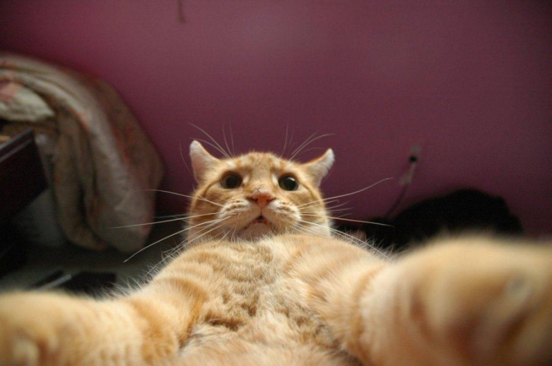 Create meme: cat , cat selfie, cat johnny catsvill