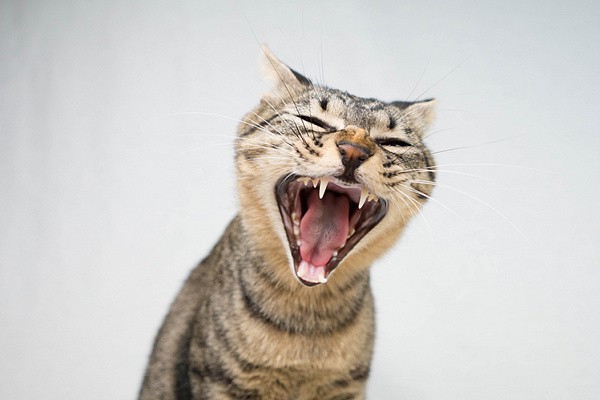 Create meme: the screaming cat, screaming cat, yawning cat