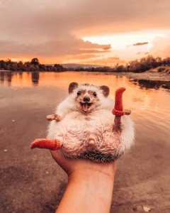 Create meme: hedgehog Herbie, positive animals, funny hedgehog