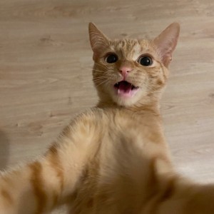 Создать мем: котик, рыжий кот смешные картинки, Кошка