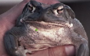 Create meme: toad frog, toad