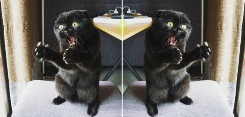 Создать мем: кот показывает круто, черный котик, кот
