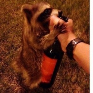 Create meme: enotik, the most beautiful dog in the world shepherd, raccoon