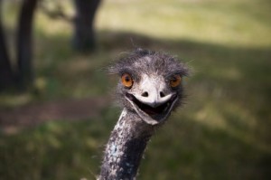 Create meme: ostrich