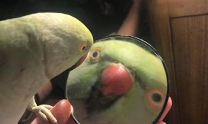 Create meme: meme parrot, meme with a parrot and mirror, Alexandrine parrot