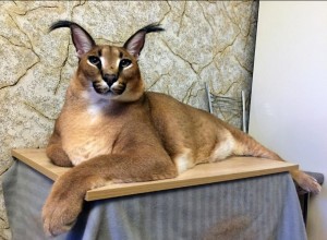 Create meme: Caracal