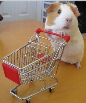 Create meme: hamster with a cart, guinea pig , animals funny
