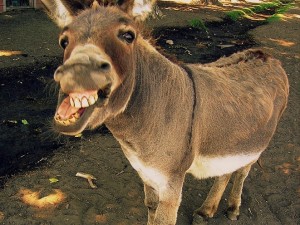 Create meme: donkey smiles, donkey home, a donkey is an animal