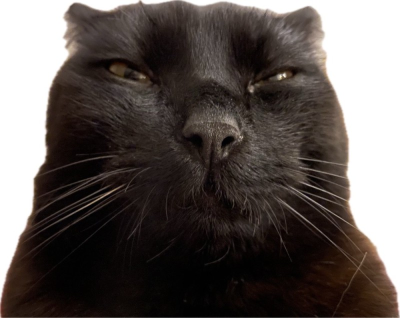 Создать мем: кошка, наглый черный кот, черный кот злой