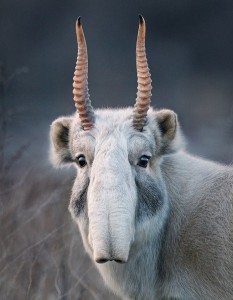 Create meme: kinds of antelopes, antelope with big eyes, strange animals