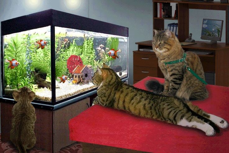 Create meme: the cat in the aquarium, home aquarium, freshwater aquarium with a balcony